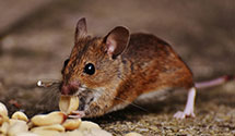 gopher-and-mole-control Experts in Pinckney